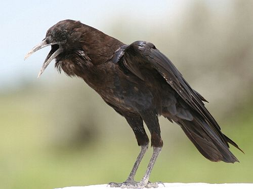 Cape crow