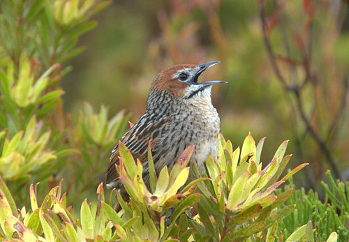 Cape grassbird