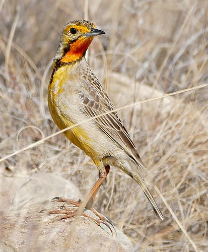 Cape longclaw