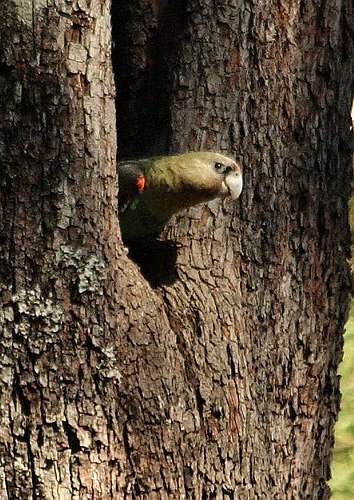 Cape parrot