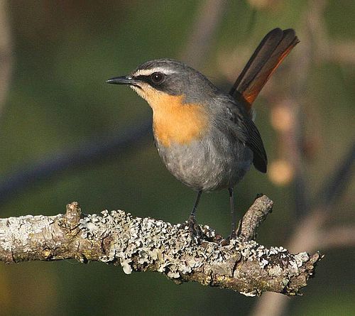 Cape robin-chat