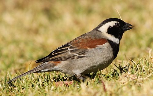 Cape sparrow