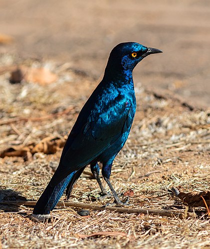 Cape starling