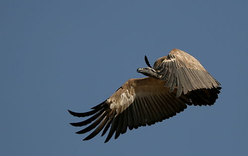 Cape vulture