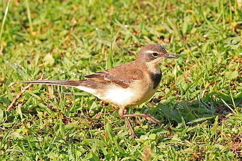 Cape wagtail