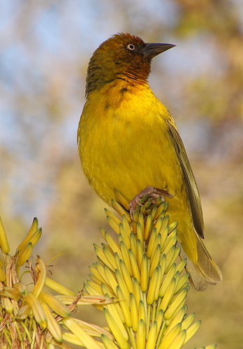 Cape weaver