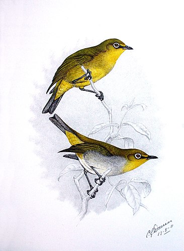 Cape white-eye