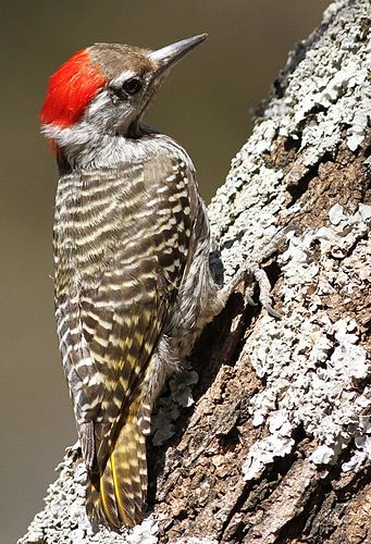 Cardinal woodpecker