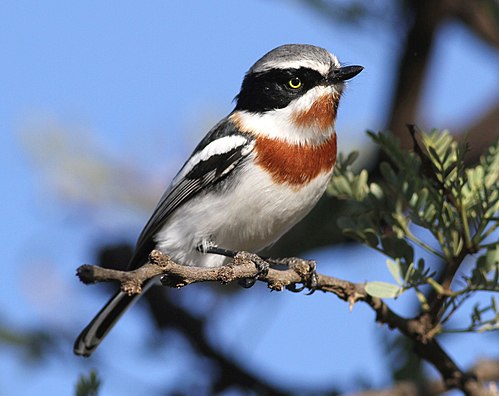 Chinspot batis