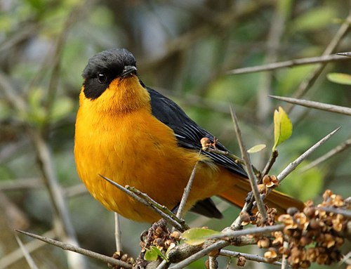 Chorister robin-chat