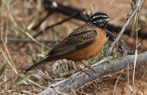 Cinnamon-breasted bunting