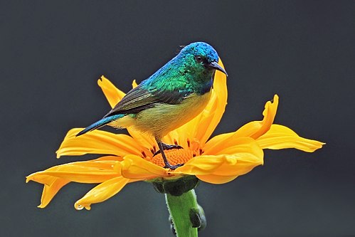 Collared sunbird