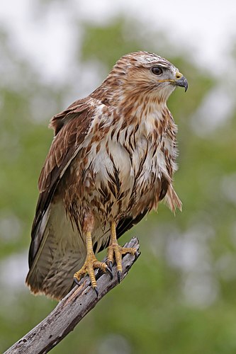 Common buzzard