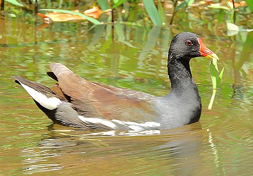 Common moorhen