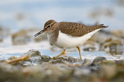 Common sandpiper