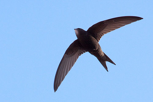 Common swift