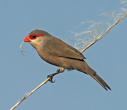 Common waxbill