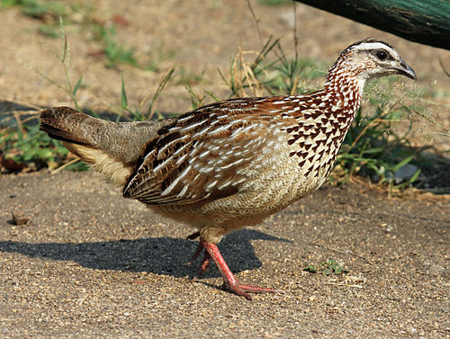 Crested francolin