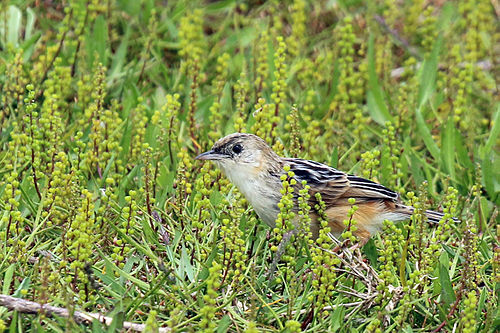 Croaking cisticola