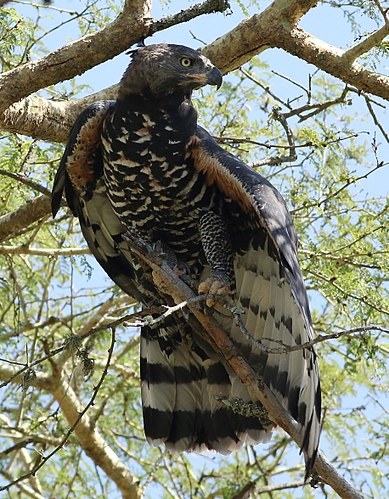 Crowned eagle