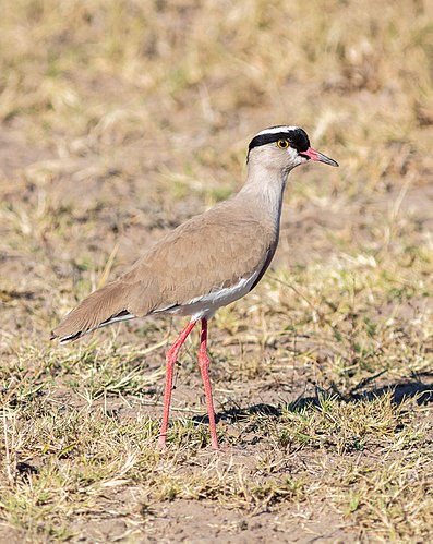 Crowned lapwing