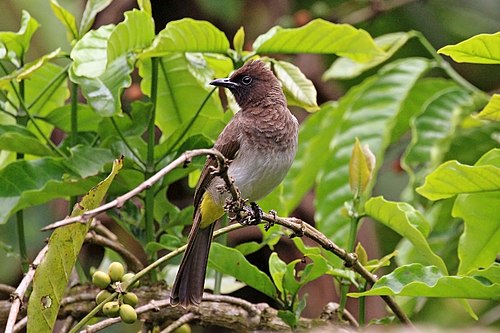 Dark-capped bulbul