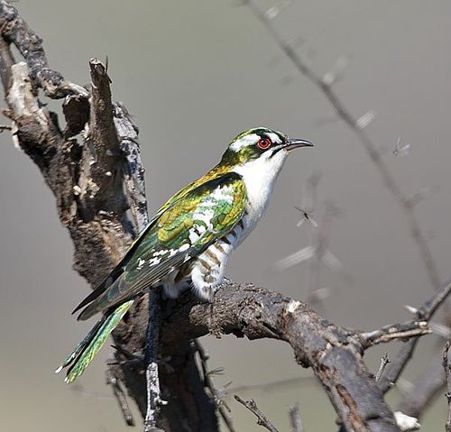 Diederik cuckoo