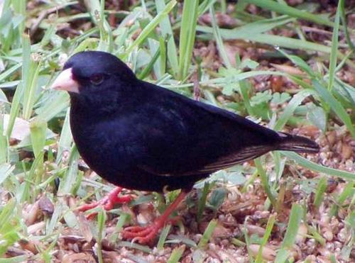 Dusky indigobird