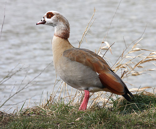 Egyptian goose