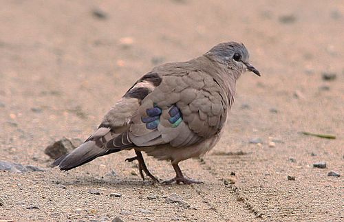 Emerald-spotted wood dove