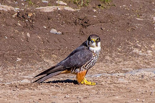 Eurasian hobby