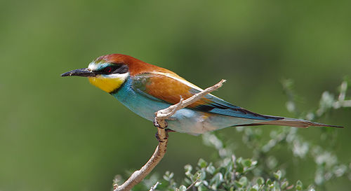 European bee-eater