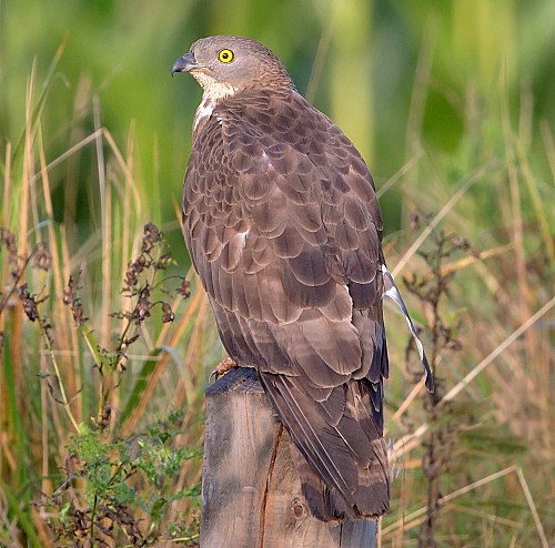 European honey buzzard