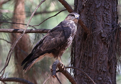 Forest buzzard