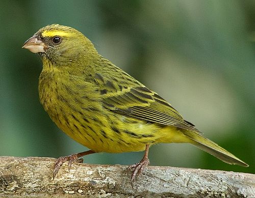 Forest canary