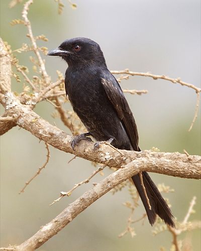 Fork-tailed drongo