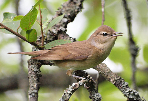 Garden warbler