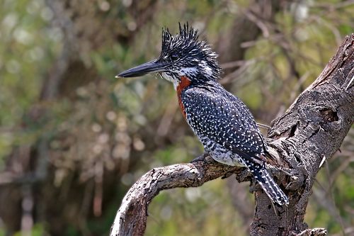 Giant kingfisher