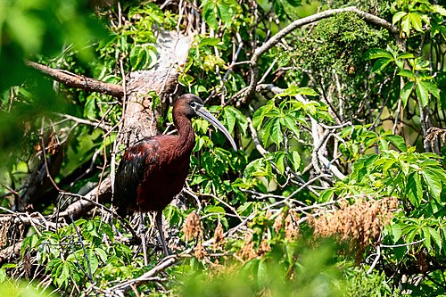 Glossy ibis