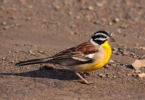 Golden-breasted bunting