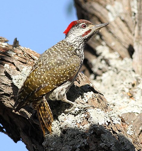 Golden-tailed woodpecker