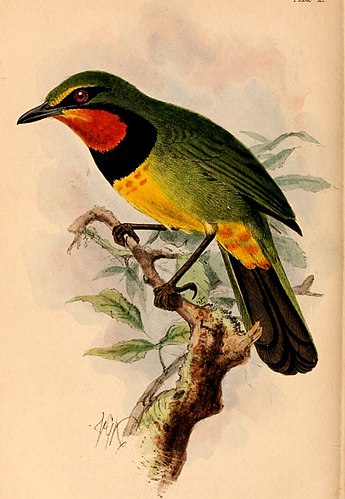 Gorgeous bushshrike