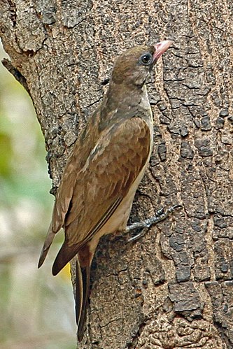 Greater honeyguide