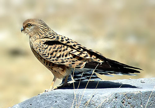 Greater kestrel