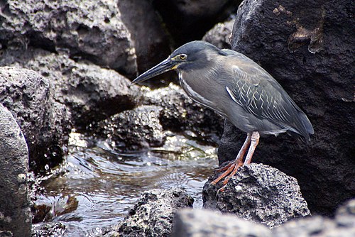 Green-backed heron