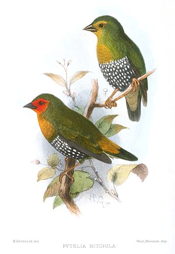 Green-backed twinspot