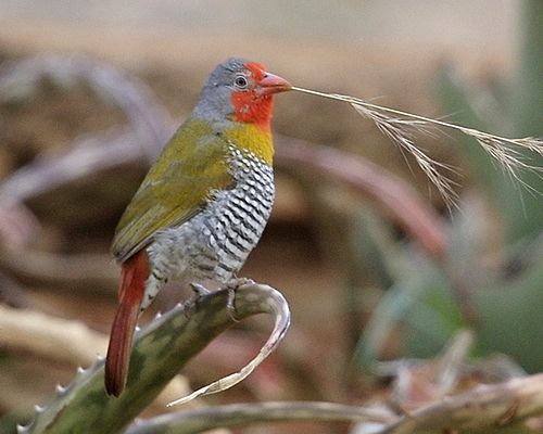 Green-winged pytilia