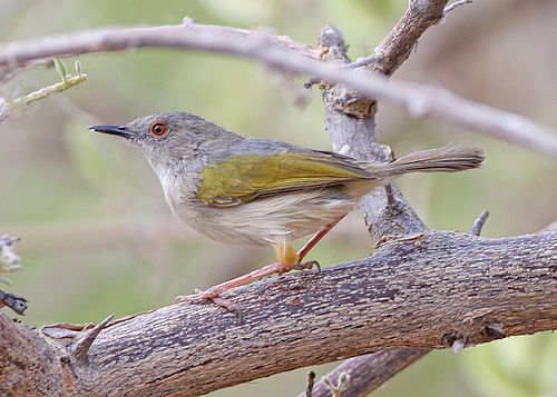 Grey-backed camaroptera