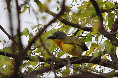 Grey-headed bushshrike