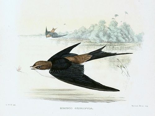 Grey-rumped swallow